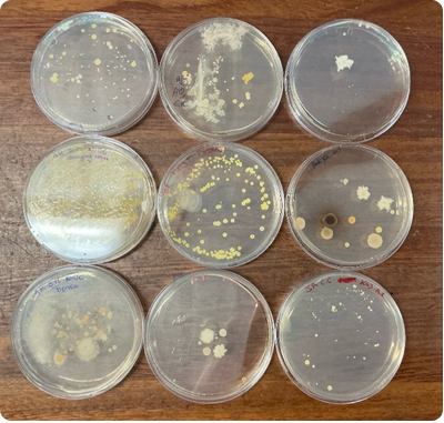 Biology4